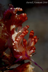 Fabulina Nudibranch from Anilao taken with Canon 400D + 1... by Patrick Neumann 